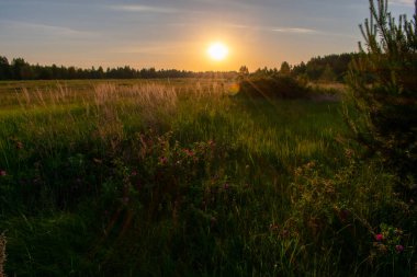 Şafakta tarlada yabani gül çiçekleri