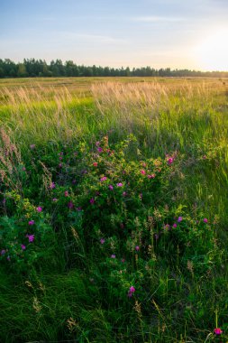 Şafakta tarlada yabani gül çiçekleri