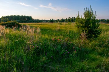 Güzel bir yaz tarlasında gün doğumu
