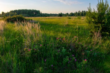 Güzel bir yaz tarlasında gün doğumu
