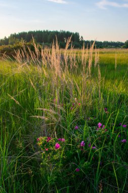Güzel bir yaz tarlasında gün doğumu