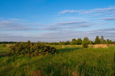 Güzel bir yaz tarlasında gün doğumu