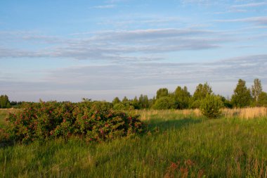 Güzel bir yaz tarlasında gün doğumu