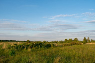 Güzel bir yaz tarlasında gün doğumu