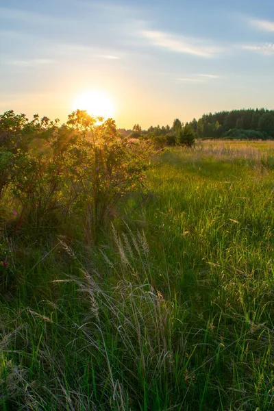 Jasný Letní Východ Slunce Poli — Stock fotografie