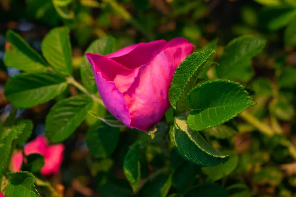 Flores Rosas Selvagens Campo Amanhecer — Fotografia de Stock