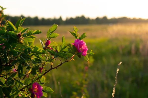 wild rose flowers in the field at dawn