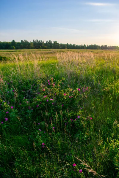 Divoké Květy Růží Poli Úsvitu — Stock fotografie