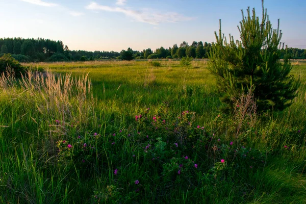 Güzel bir yaz tarlasında gün doğumu
