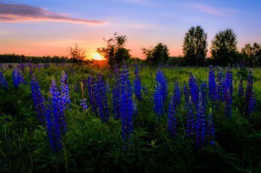 Alanında güzel gündoğumu
