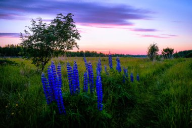 Alanında güzel gündoğumu