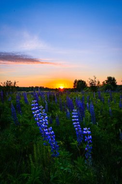 Alanında güzel gündoğumu