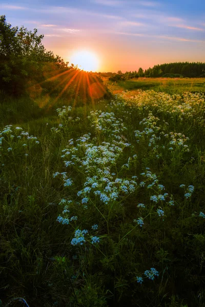 Schöner Sonnenaufgang Auf Dem Feld lizenzfreie Stockfotos