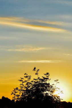 Şafakta ağaçta oturan bir kuş.