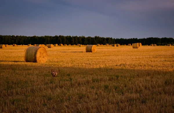 Haystacks Field Sunset — Stock Photo, Image