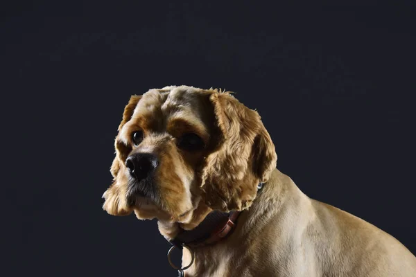 Foto Eines Hundes Cocker Spaniel Auf Schwarzem Hintergrund — Stockfoto