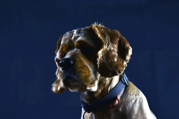 黒い背景に犬のコッカー スパニエルの写真 — ストック写真