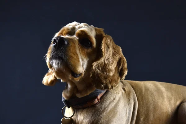 Фото Собаки Cocker Spaniel Черном Фоне — стоковое фото