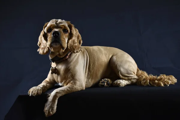 Siyah Arka Planda Cocker Spaniel Adında Bir Köpeğin Fotoğrafı — Stok fotoğraf