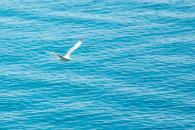 Büyük beyaz bir martı denizin üzerinde uçuyor.