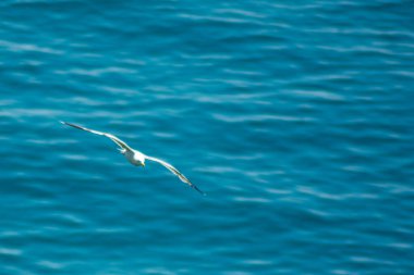 Büyük beyaz bir martı denizin üzerinde uçuyor.