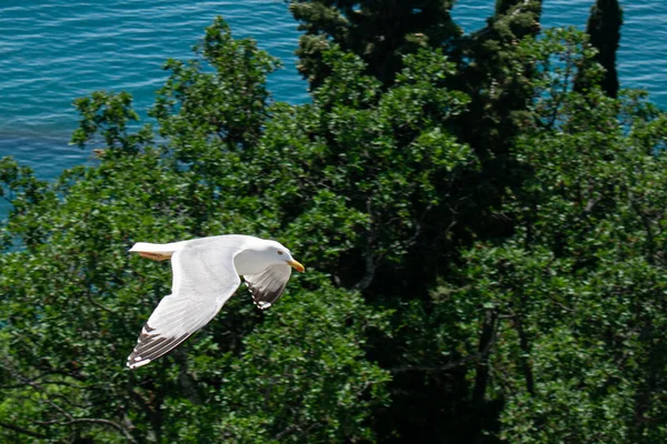 Большая Белая Чайка Летит Над Морем — стоковое фото