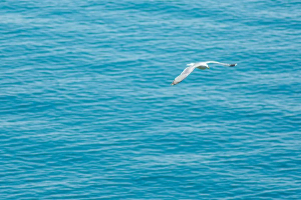 Büyük beyaz bir martı denizin üzerinde uçuyor.