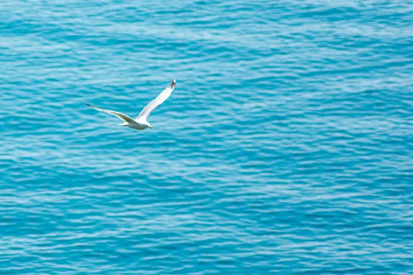 Une Grosse Mouette Blanche Vole Dessus Mer — Photo