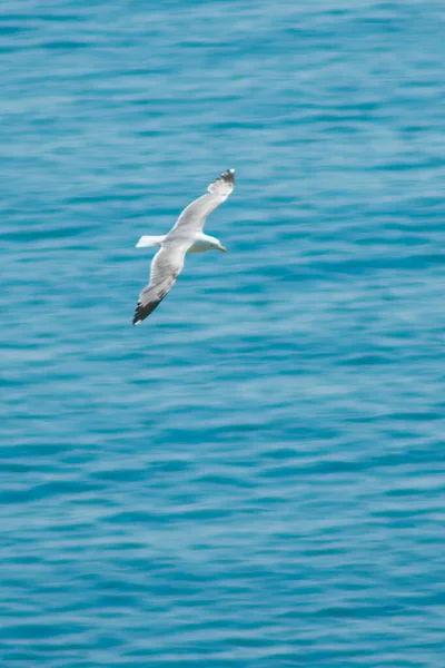 Une Grosse Mouette Blanche Vole Dessus Mer — Photo