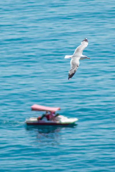 Eine Große Weiße Möwe Fliegt Über Das Meer — Stockfoto