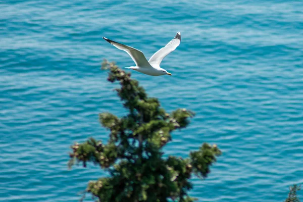 Büyük Beyaz Bir Martı Denizin Üzerinde Uçuyor — Stok fotoğraf