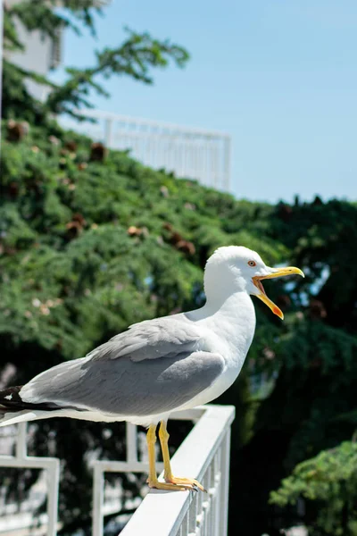 大きな海のカモメのクローズアップは — ストック写真