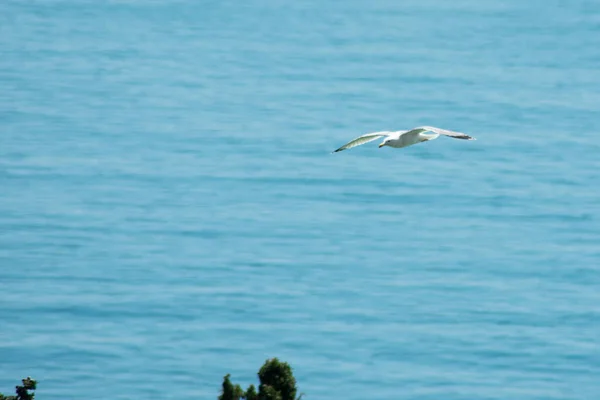 Eine Große Weiße Möwe Fliegt Über Das Meer — Stockfoto