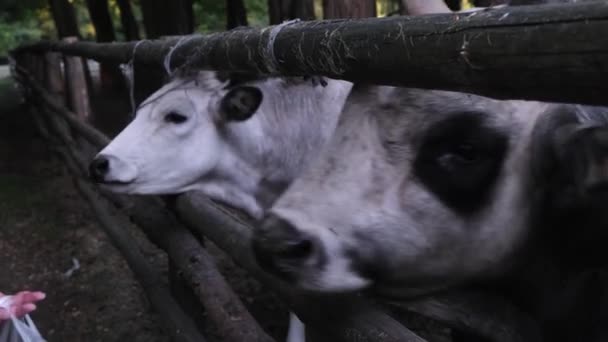 Utfodring Djur Skötsel Husdjur Människor Matar Två Stora Tjurar Med — Stockvideo