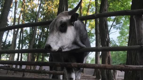 Lantbruksdjur, boskap, boskap. Botten syn på en graciös grå tjur knuffa huvudet med stora skarpa horn genom ett hål i ett trästaket av fålla i skymningen — Stockvideo
