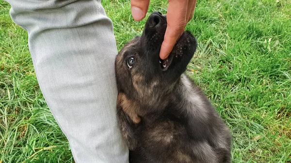 Cute pog puppy bites human hand against grass — Stok fotoğraf