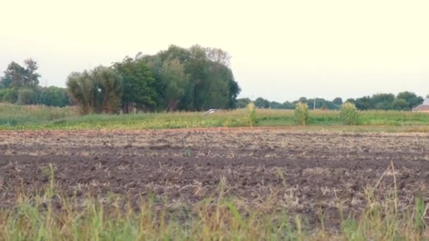 Ooievaar stijgt over het veld en vliegt zwaaiend met zijn vleugels bij zonsondergang op een warme zomeravond — Stockvideo