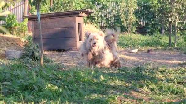 การทําร้ายสัตว์ รูปภาพของสุนัขที่มีขนด้านบนโซ่ยืนในพื้นหลังของบูธของเขาในวันฤดูร้อน — วีดีโอสต็อก