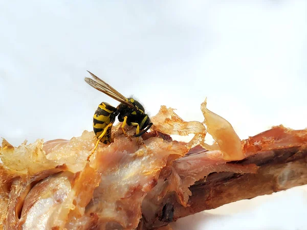 Insect. Wasp eats chicken. A close-up of the chicken leg that the wasp eats — Stock Photo, Image