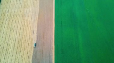 Buğday hasat eden hasatçının hava görüntüsü. Altın tarım alanının ve gökyüzünün manzarası. Buğday tarlasında hasat. Tarım ve sağlıklı gıda kavramı. Günbatımı hava manzarası.