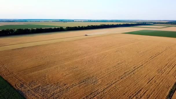 Aerial view of harvester loading wheat on trailer. Modern tractor riding across yellow field with trailer to load crops at sunset. Harvesting cereals, top view. Harvesting, cereal and organic concept — Stock Video