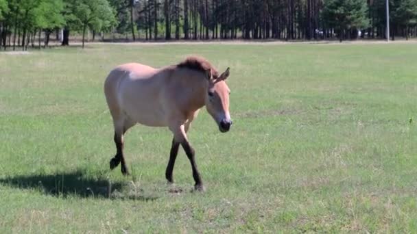 Hästen av Przewalski promenader på gräsmattan på en solig sommardag, 4k — Stockvideo