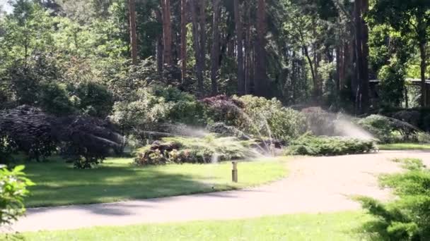 Irrigazione automatica. getti d'acqua irrigazione verde prato fresco, cespugli e alberi in una giornata estiva soleggiata nel parco — Video Stock