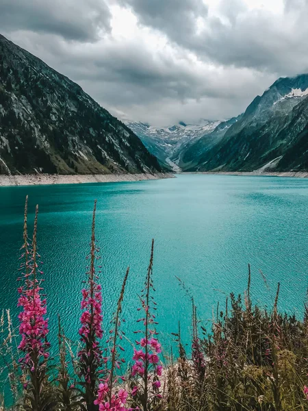 Limpar azul alpino Lago Schlegal com flores roxas vibrantes e montanhas no fundo em tempo nublado. Schlegal, Zillertal Alps, Mayrhofen, Áustria. Tiro vertical — Fotografia de Stock