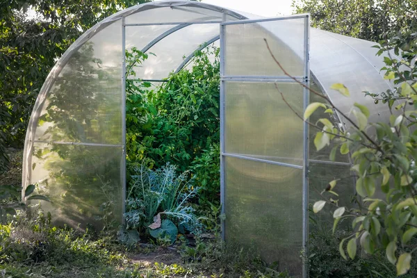 Broeikas. Biologisch voedsel. Open kas met tomaten midden in de moestuin Rechtenvrije Stockafbeeldingen