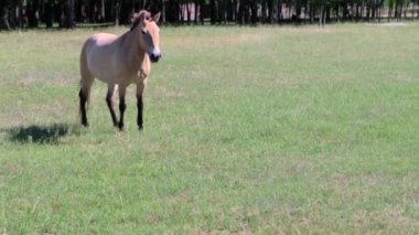 Przewalski 'nin atı, güneşli bir yaz gününde çimlerin üzerinde dururken elma yiyor. Ağır çekimde, 4k.
