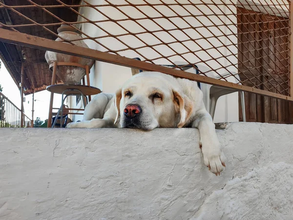 Beyaz labrador patisi aşağıda, verandada uzanıyor. — Stok fotoğraf