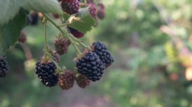 Olgun büyük böğürtlenlerin yakın çekimi rüzgarda sallanırken çalıların üzerinde, böğürtlen toplamak ve toplamak. 4k