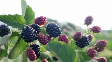 Çalılıklardan sarkan olgun böğürtlenlerin yakın çekimi. İnsan eli bir çalılıktan olgun böğürtlen toplar, olgunlaşmamış böğürtlen bırakır, hasat eder ve konsept toplar. 4k