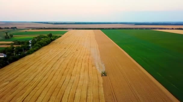 Kombajn do zbioru pszenicy pole pracy. Połączyć kombajn pracy na polu pszenicy. Kombajn zbożowy rolnicze maszyny do zbioru złota dojrzałe pole pszenicy. — Wideo stockowe